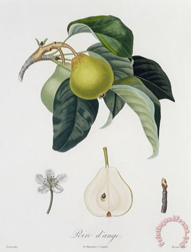 Pear painting - Pierre Antoine Poiteau Pear Art Print