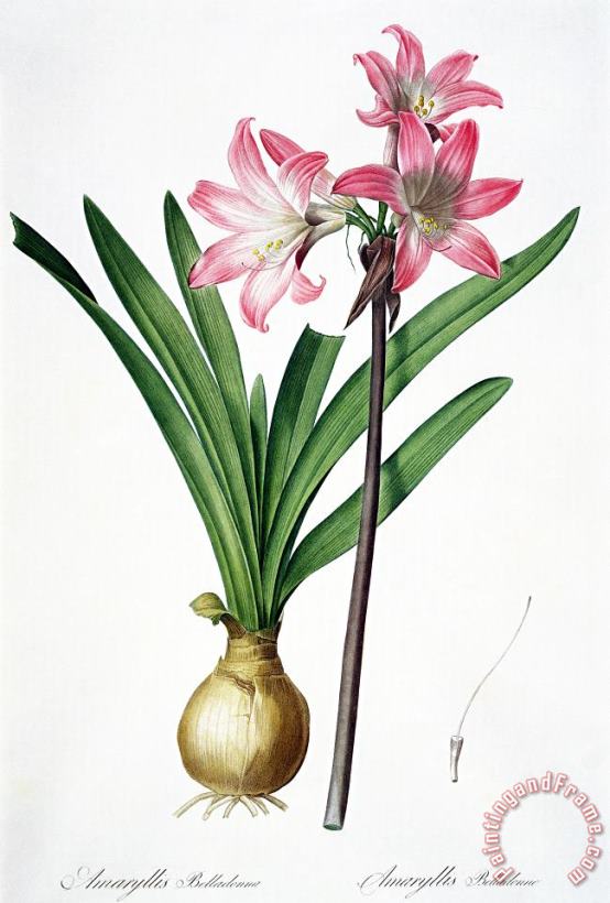 Amaryllis Belladonna From Les Liliacees Engraved By De Gouy painting - Pierre Joseph Redoute Amaryllis Belladonna From Les Liliacees Engraved By De Gouy Art Print Amaryllis Belladonna From Les Liliacees Engraved By De Gouy painting - Pierre Joseph Redoute Amaryllis Belladonna From Les Liliacees Engraved By De Gouy Art Print