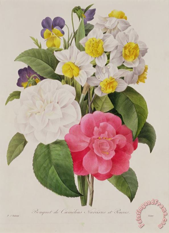 Camellias Narcissus And Pansies painting - Pierre Joseph Redoute Camellias Narcissus And Pansies Art Print