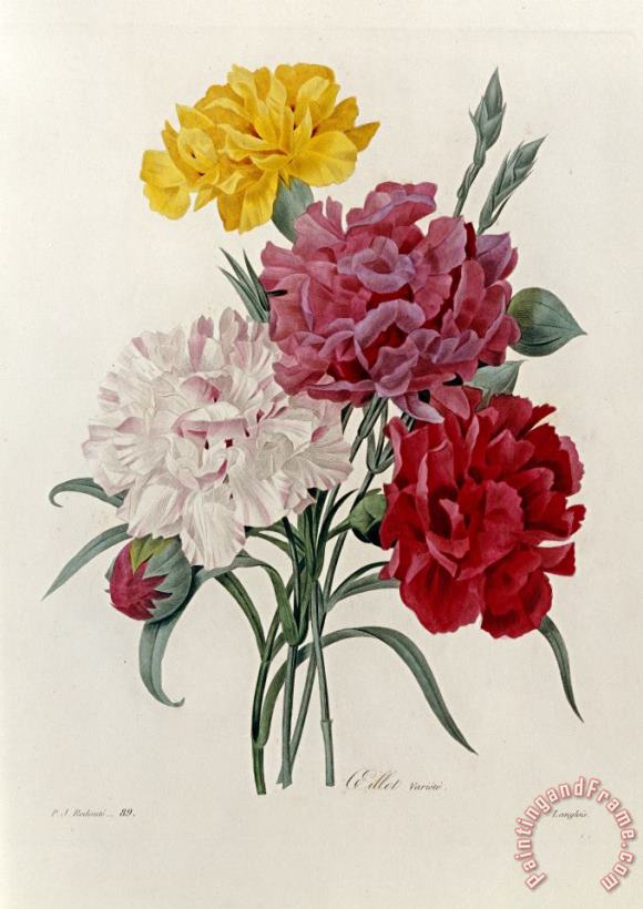Pierre Joseph Redoute Carnations Art Painting