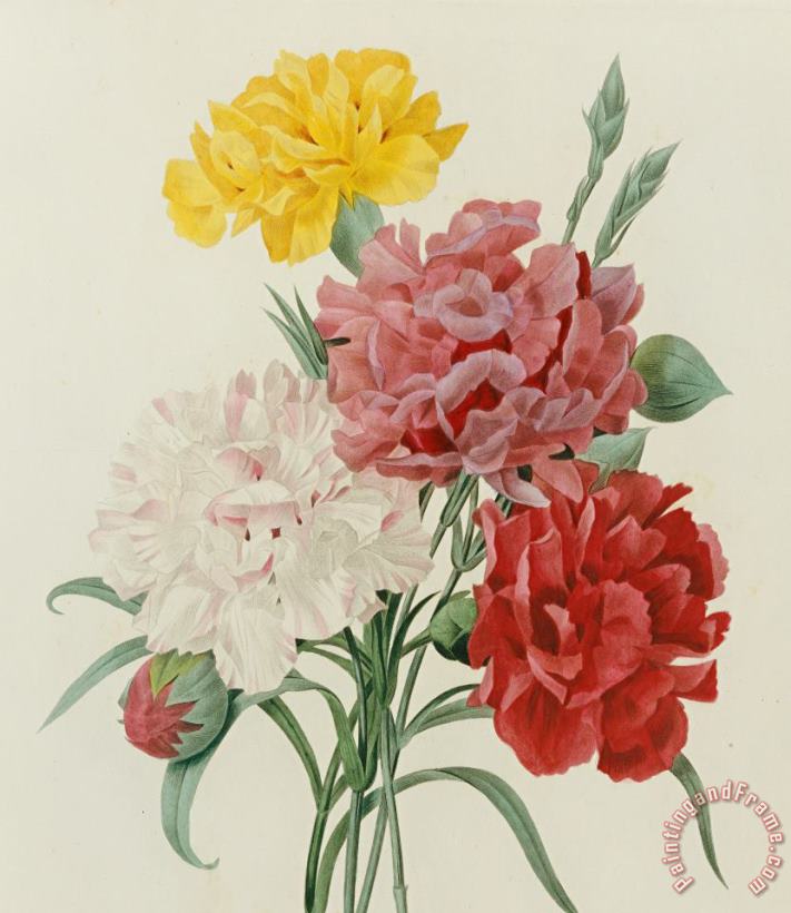 Carnations From Choix Des Plus Belles Fleures painting - Pierre Joseph Redoute Carnations From Choix Des Plus Belles Fleures Art Print Carnations From Choix Des Plus Belles Fleures painting - Pierre Joseph Redoute Carnations From Choix Des Plus Belles Fleures Art Print
