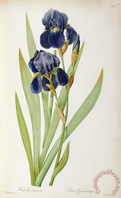 Iris Germanica painting - Pierre Joseph Redoute Iris Germanica Art Print