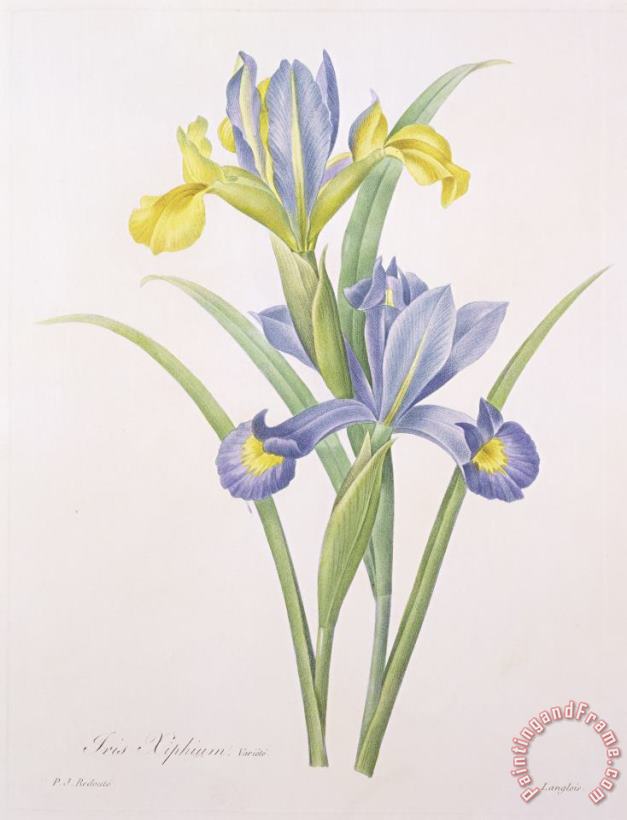 Pierre Joseph Redoute Iris xiphium Art Painting