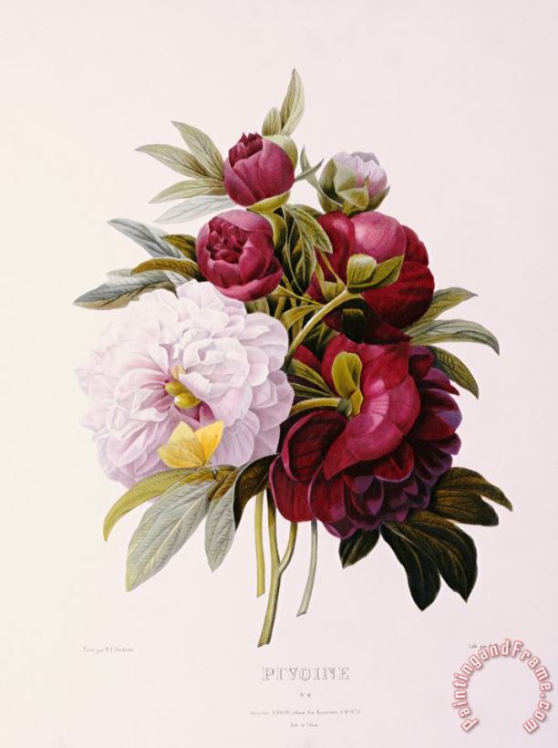 Pierre Joseph Redoute Peonies Engraved By Prevost Art Painting