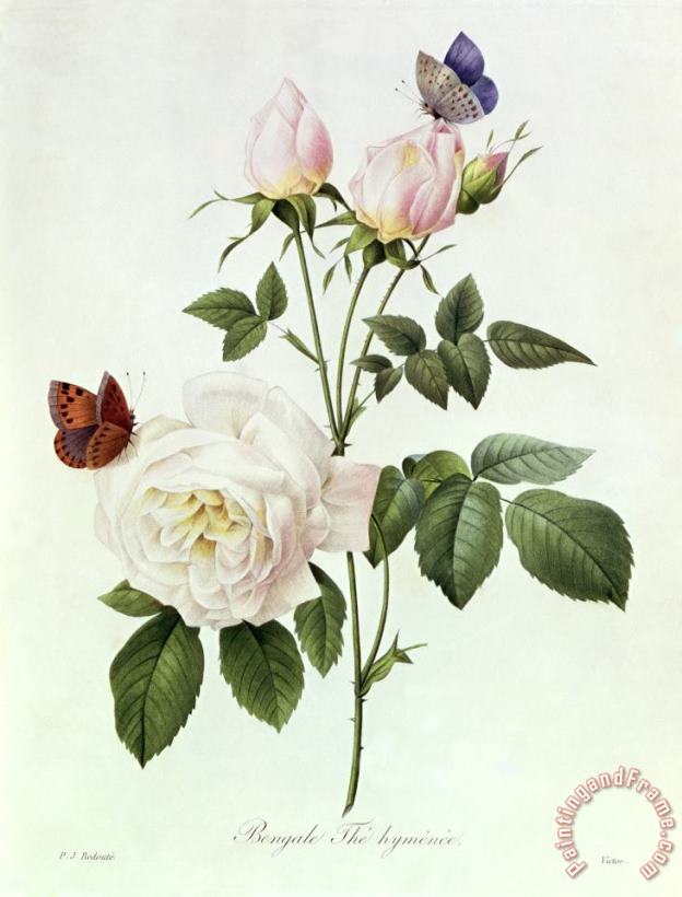 Pierre Joseph Redoute Rosa Bengale the Hymenes Art Painting