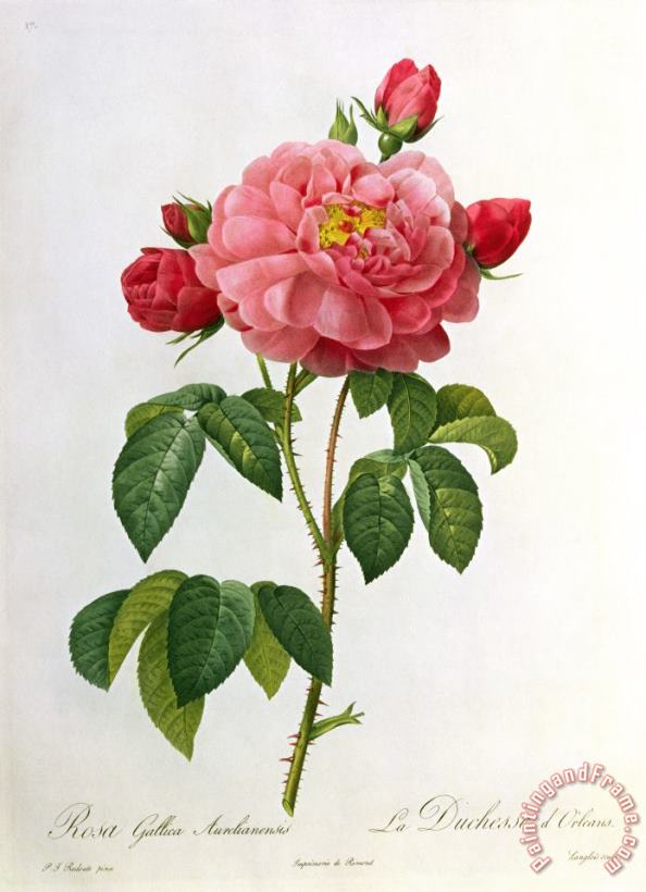 Pierre Joseph Redoute Rosa Gallica Aurelianensis Art Print