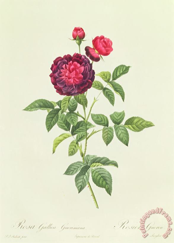Pierre Joseph Redoute Rosa Gallica Gueriniana Art Print