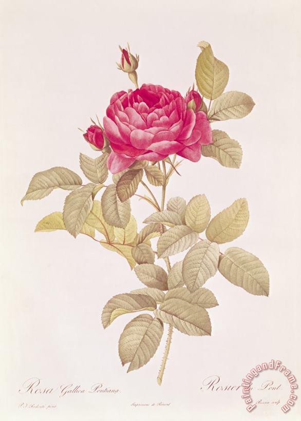 Pierre Joseph Redoute Rosa Gallica Pontiana Art Print