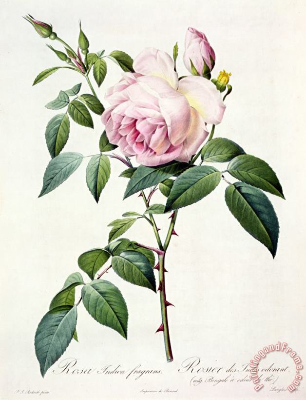 Pierre Joseph Redoute Rosa Indica Fragrans Art Print