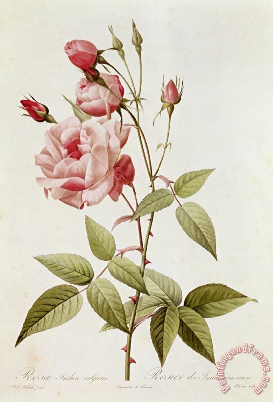 Rosa Indica Vulgaris painting - Pierre Joseph Redoute Rosa Indica Vulgaris Art Print