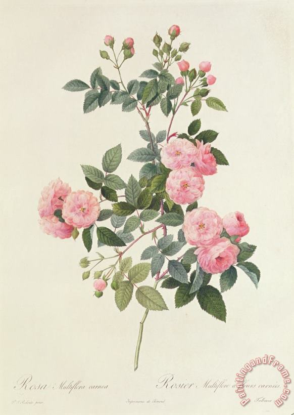 Rosa Multiflora Carnea painting - Pierre Joseph Redoute Rosa Multiflora Carnea Art Print