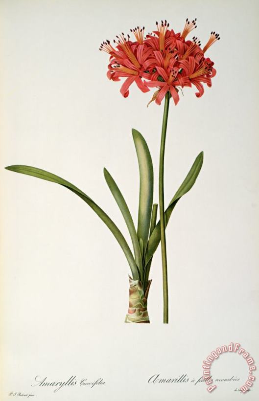 Amaryllis Curvifolia painting - Pierre Redoute Amaryllis Curvifolia Art Print