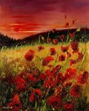 Red poppies and sunset