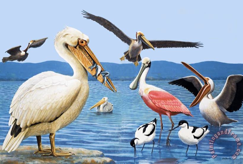 Birds with strange beaks painting - R B Davis Birds with strange beaks Art Print