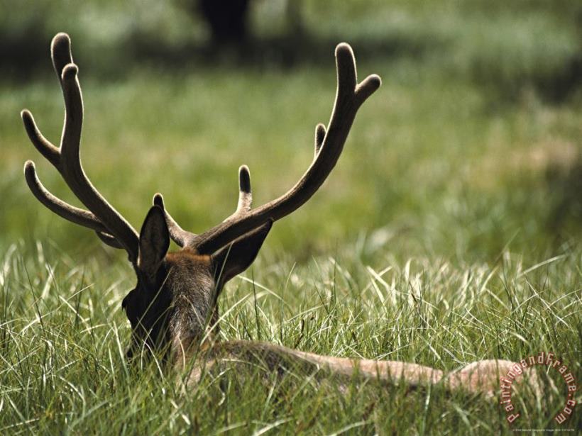 Raymond Gehman A Bull Elk Or Wapiti Its Antlers in Velvet Lying in a Grassy Field Art Painting
