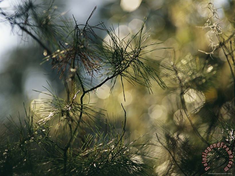 A Close View of a Cluster of Pine Needles painting - Raymond Gehman A Close View of a Cluster of Pine Needles Art Print