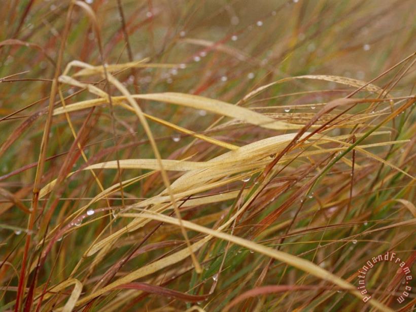 Raymond Gehman A Close View of Raindrops on The Meadow Grass Art Print