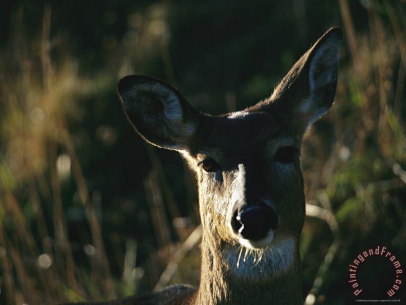 Raymond Gehman A Close View of The Face of a White Tailed Deer Art Print