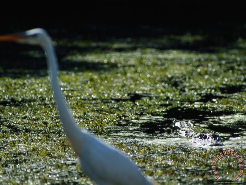 Raymond Gehman A Common Egret Wades Past an American Alligator Floating Nearby Art Print