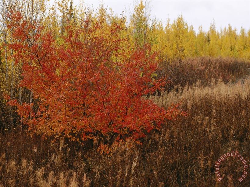A Dwarf Birch Tree Shows Its Autumn Colors painting - Raymond Gehman A Dwarf Birch Tree Shows Its Autumn Colors Art Print