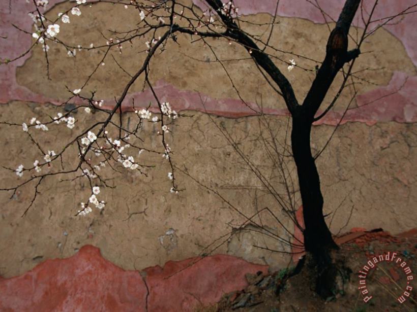 A Flowering Plum Tree Against a Wall Near painting - Raymond Gehman A Flowering Plum Tree Against a Wall Near Art Print