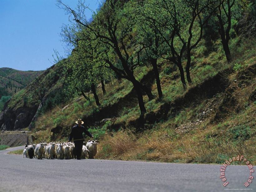 Raymond Gehman A Goatherd Leads His Flock of Goats Along a Rural Road Near Beijing Art Print