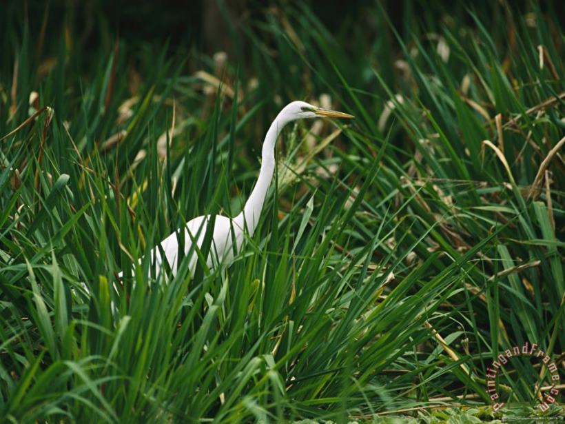 A Great Egret Casmerodius Albus Standing in Tall Grasses painting - Raymond Gehman A Great Egret Casmerodius Albus Standing in Tall Grasses Art Print