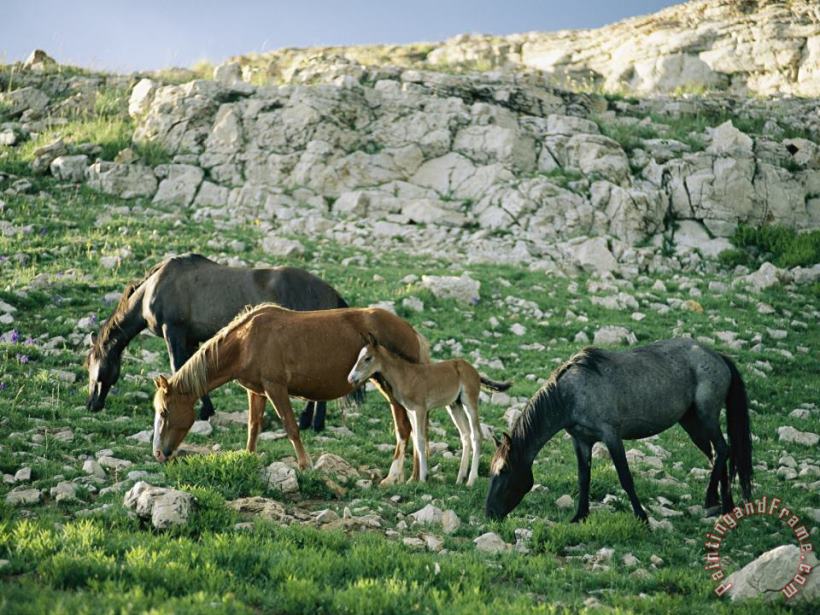A Group of Wild Horses Graze in The Pryor Mountains painting - Raymond Gehman A Group of Wild Horses Graze in The Pryor Mountains Art Print