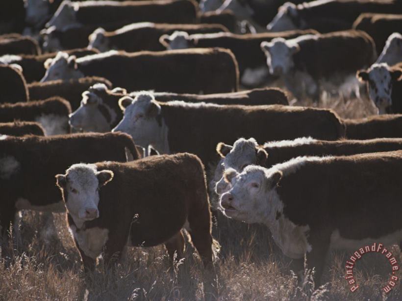 Raymond Gehman A Herd of Cattle on The Wyoming Range Art Print