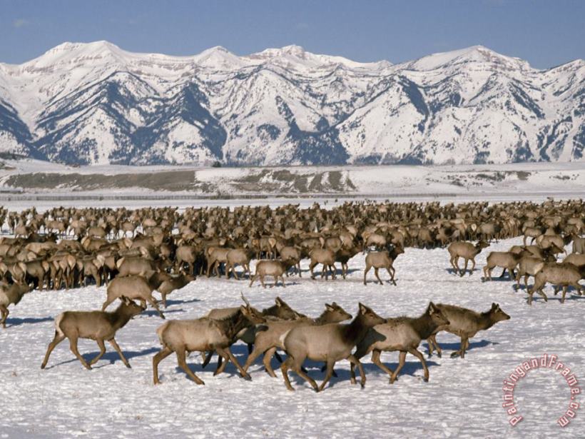 A Herd of Elk Moving Through The Snow Covered Rangeland of The National Elk Refuge painting - Raymond Gehman A Herd of Elk Moving Through The Snow Covered Rangeland of The National Elk Refuge Art Print