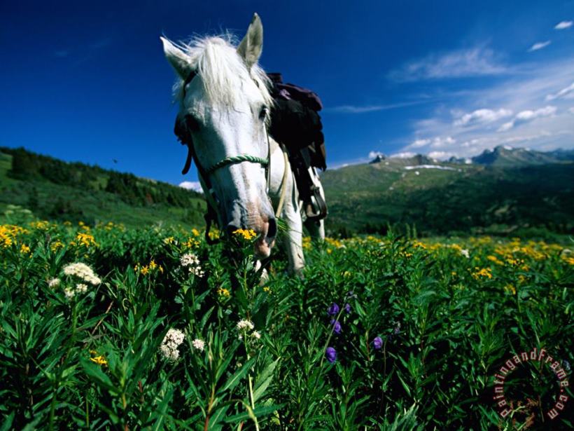 A Horse Sniffs at a Patch of Wildflowers painting - Raymond Gehman A Horse Sniffs at a Patch of Wildflowers Art Print