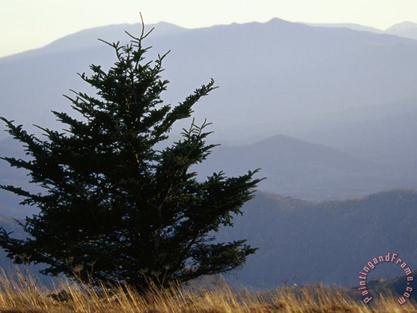Raymond Gehman A Lone Spruce Tree And The Appalachian Mountains Ridges in Distance Art Print