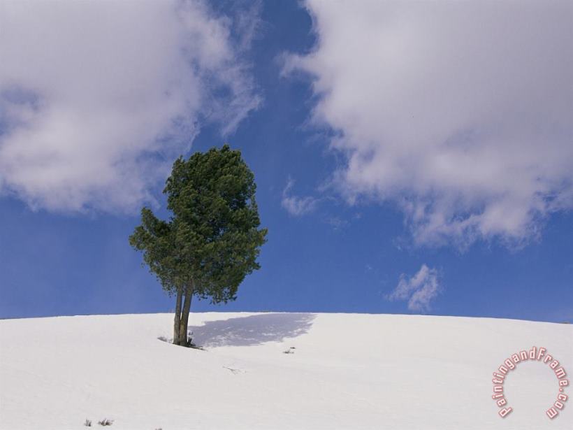 A Lone Whitebark Pine Tree on a Snowy Hill painting - Raymond Gehman A Lone Whitebark Pine Tree on a Snowy Hill Art Print