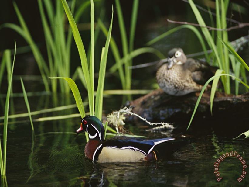 A Male Wood Duck Swims Past Its Mate Perched on a Log painting - Raymond Gehman A Male Wood Duck Swims Past Its Mate Perched on a Log Art Print