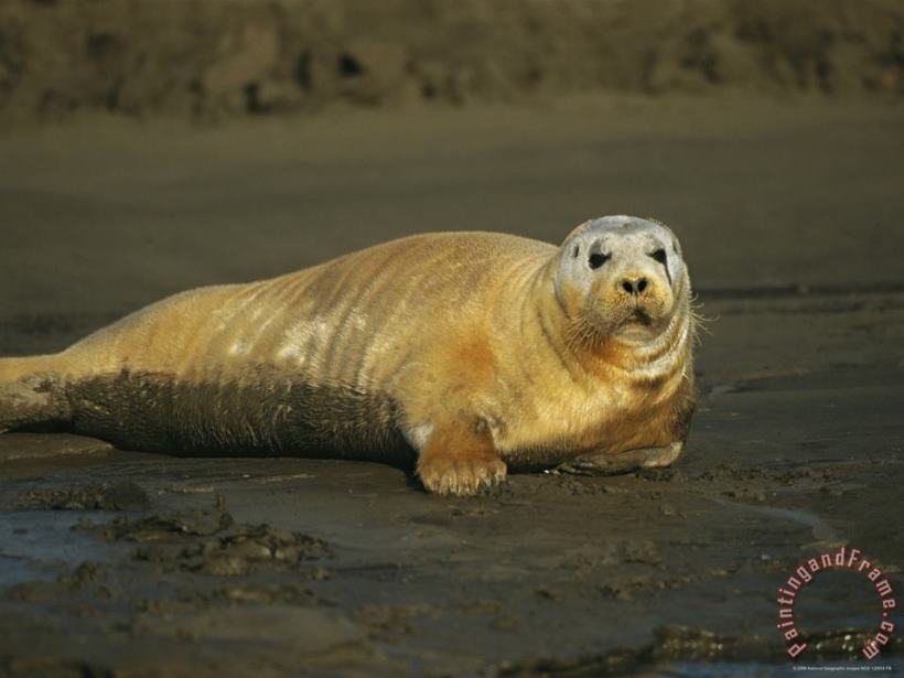 A Molting Bearded Seal Lolls on The Beach painting - Raymond Gehman A Molting Bearded Seal Lolls on The Beach Art Print