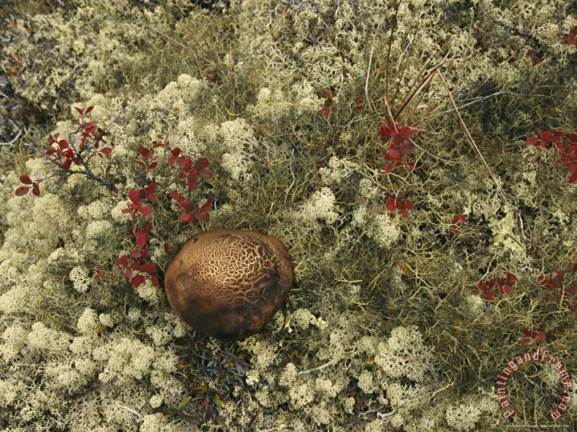 Raymond Gehman A Mushroom Grows Among a Cranberry Bush And Lichens Art Painting
