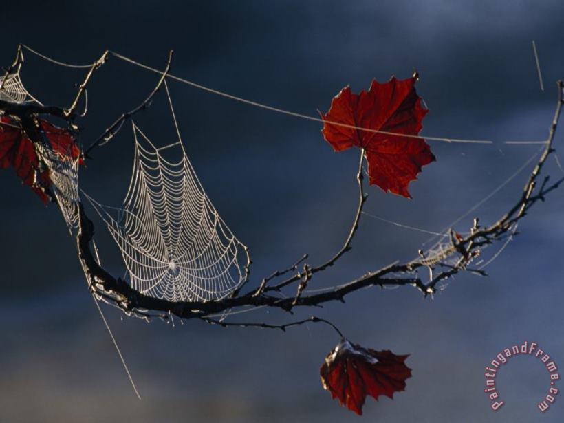 Raymond Gehman A Orb Weaving Spider S Web on a Sycamore Tree Branch Art Print