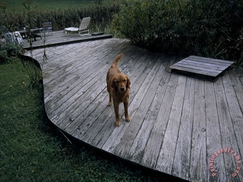 Raymond Gehman A Pet Dog Standing on a Deck Art Painting