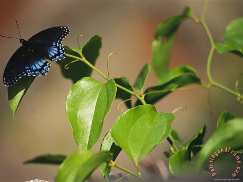 Raymond Gehman A Red Spotted Purple Butterfly Perched on a Twig Art Painting