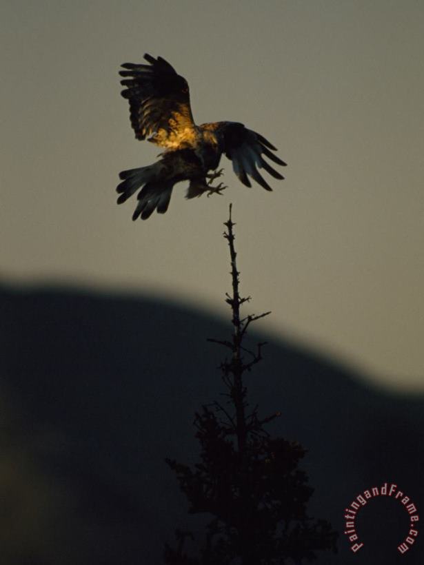 Raymond Gehman A Rough Legged Hawk Comes in for a Landing on The Spire of a Tree Ivvavik Yukon Art Painting