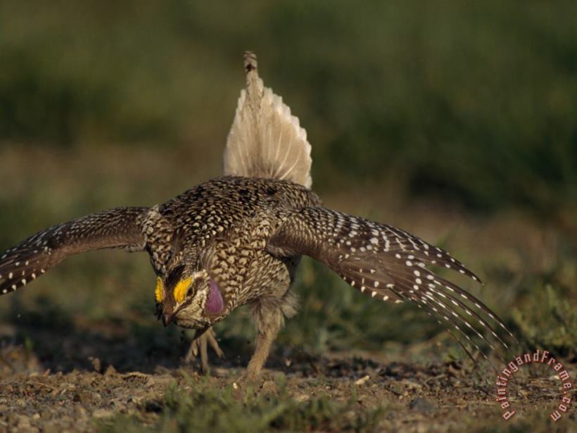 Raymond Gehman A Sharp Tailed Grouse Bows And Struts in a Mating Ritual at Grasslands National Park in Saskatchewa Art Print