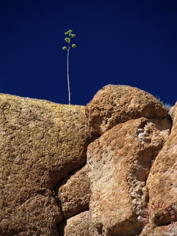 Raymond Gehman A Single Plant Grows From a Crack in a Large Rock Art Painting