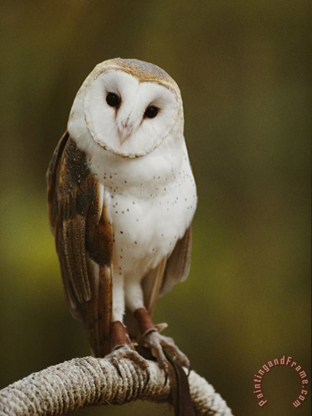 Raymond Gehman A Snowy Faced Barn Owl Is One of The Wildlife Exhibits at The Nature Station Art Print