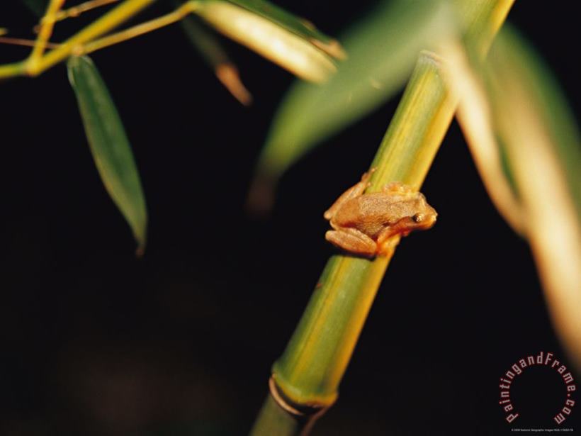 Raymond Gehman A Spring Peeper Frog Perches on a Bamboo Stalk Art Print