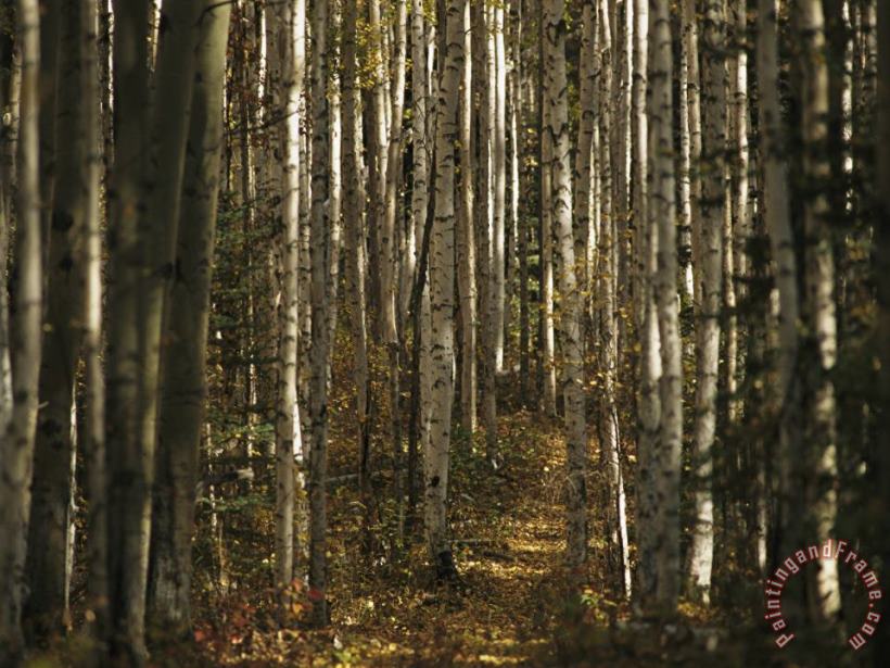 Raymond Gehman A Stand of Birch Trees Show Their Autumn Color in The Boreal Forest Art Print