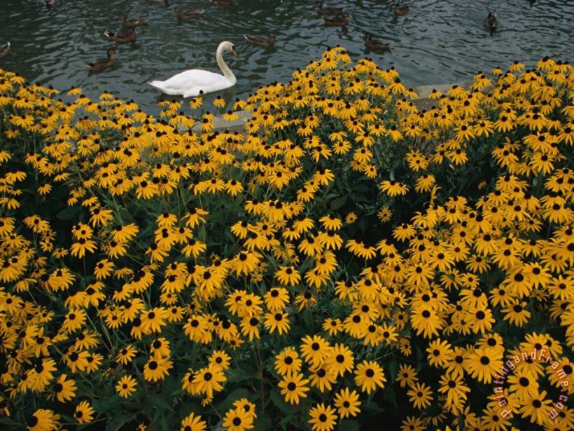 Raymond Gehman A Swan Swims Past a Beautiful Flower Bed Art Painting