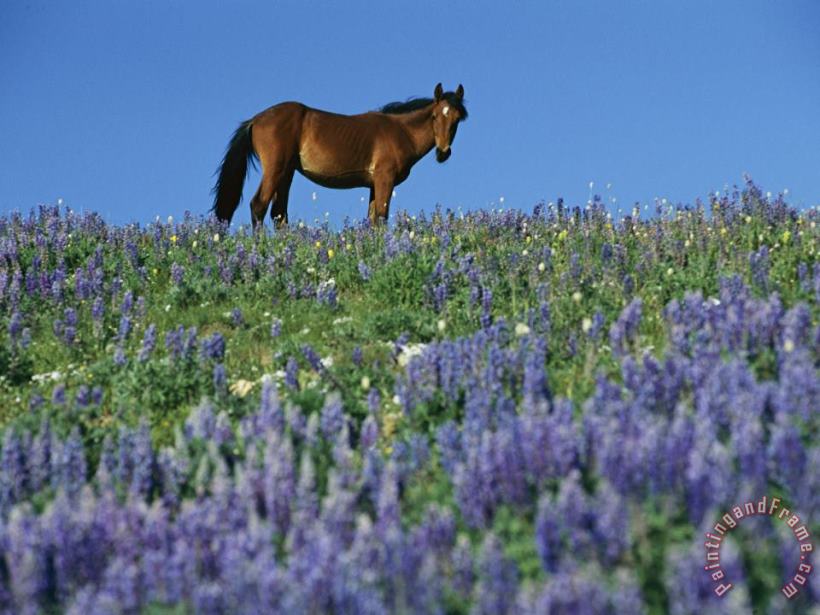 Raymond Gehman A View of a Wild Horse in a Field of Wildflowers Art Painting
