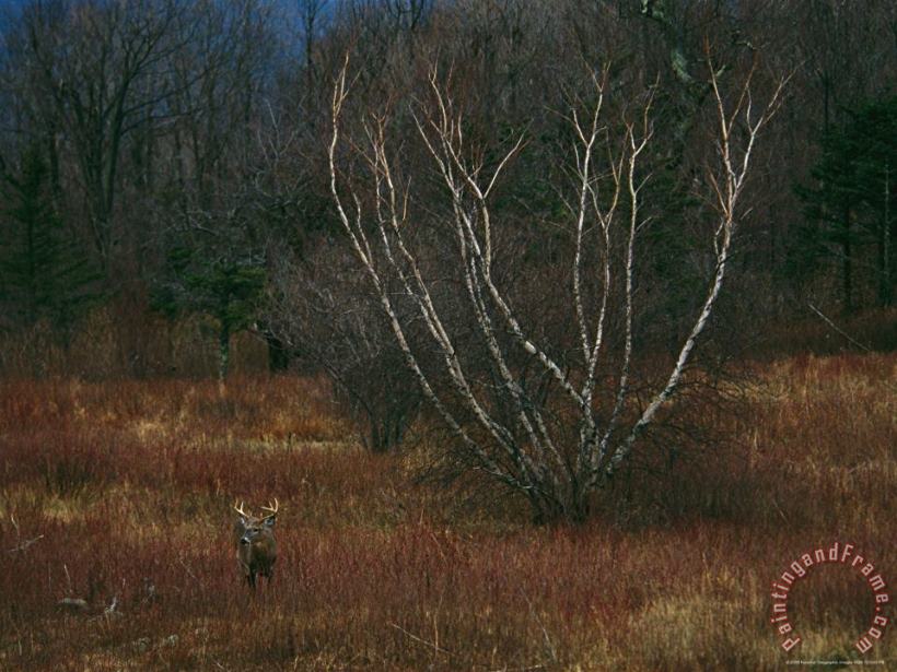 A White Tailed Deer Buck Standing Near a Birch Tree in a Meadow painting - Raymond Gehman A White Tailed Deer Buck Standing Near a Birch Tree in a Meadow Art Print