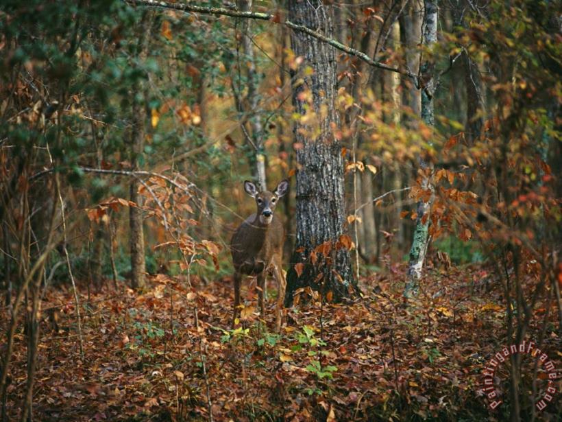 A White Tailed Deer in an Upland Hardwood Forest painting - Raymond Gehman A White Tailed Deer in an Upland Hardwood Forest Art Print