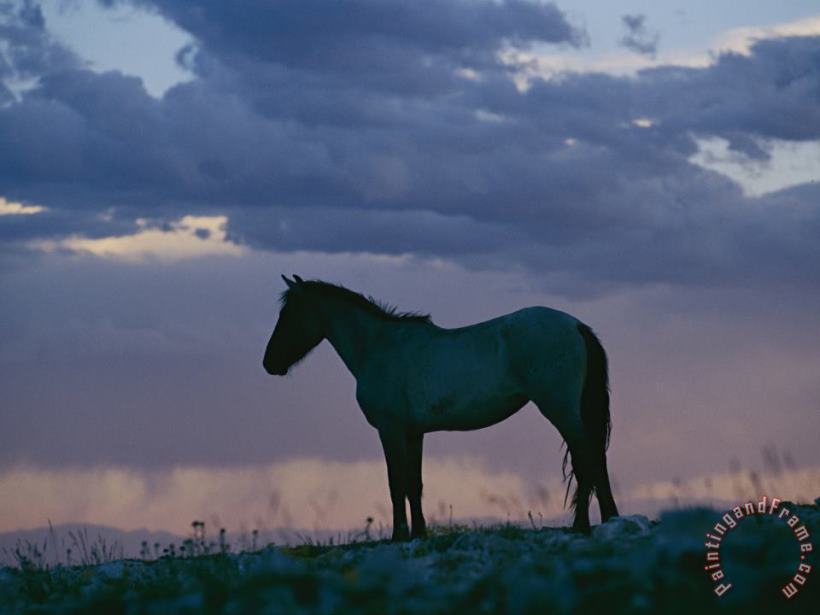 A Wild Horse Is Silhouetted by The Setting Sun painting - Raymond Gehman A Wild Horse Is Silhouetted by The Setting Sun Art Print